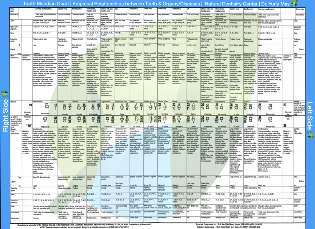 Tooth Meridian Chart.pdf Tooth Meridian Chart: Dental & Organ Body Connection